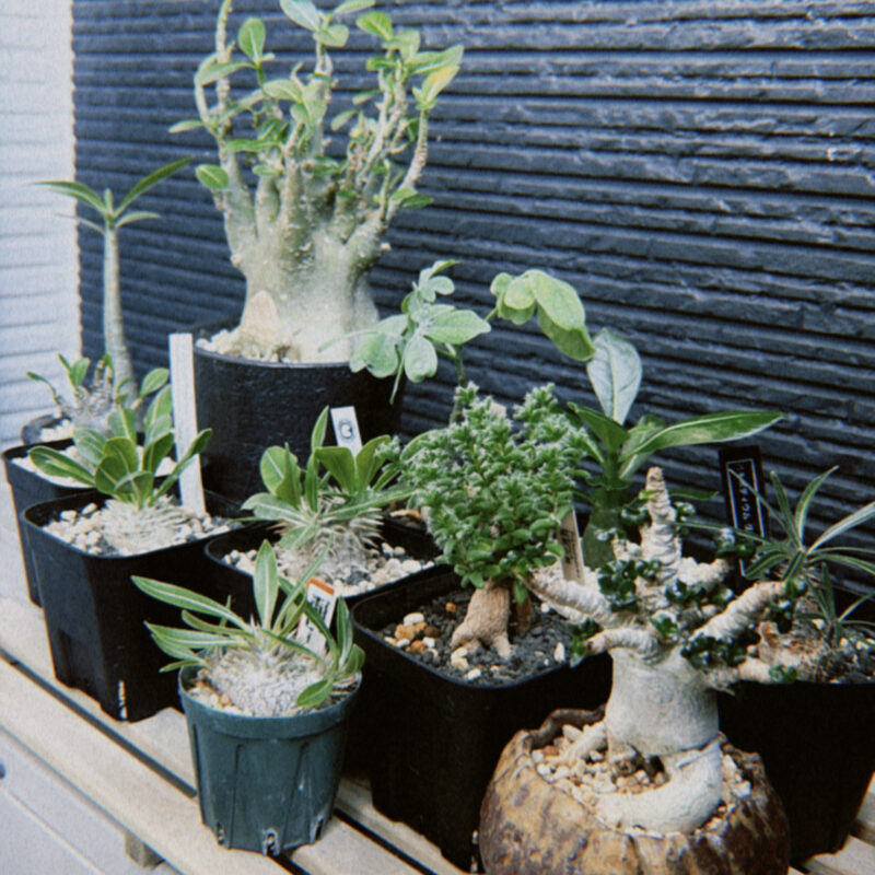 最近の塊根植物事情