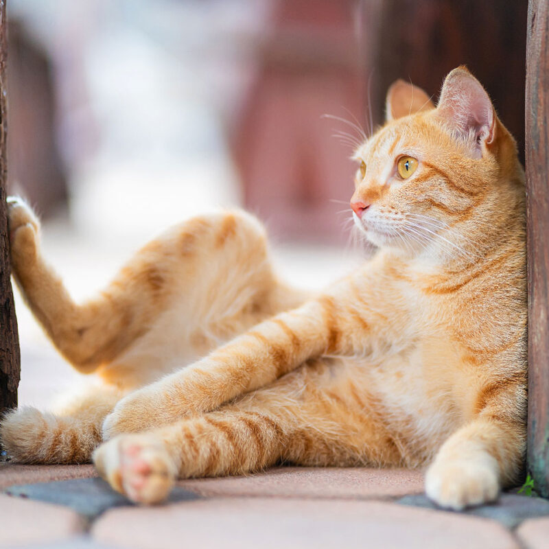 猫の可愛さを語ろう