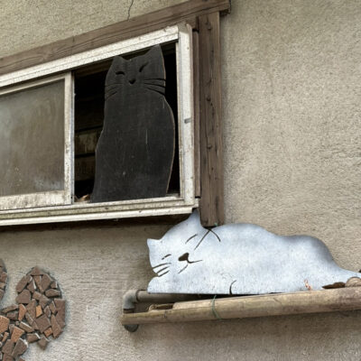 尾道の可愛い猫ちゃん