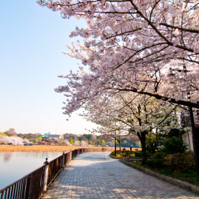 お花見のお供にするならこれ！