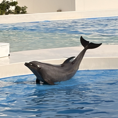神戸須磨シーワールドに行ってきました🐬