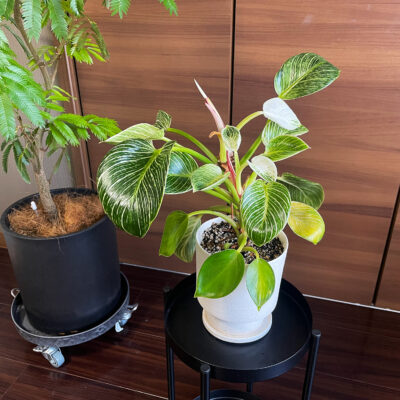 成長記録🌿