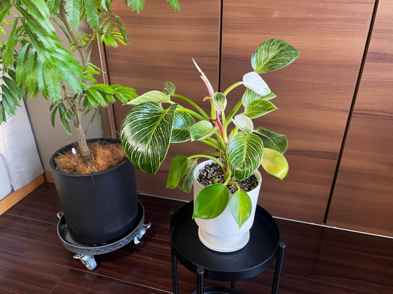 成長記録🌿