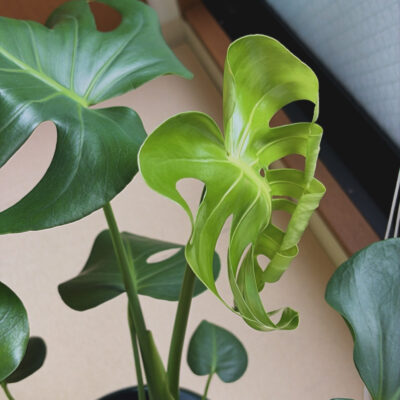 新生活で新しい植物が仲間入りしました