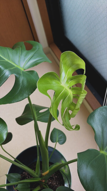 新生活で新しい植物が仲間入りしました