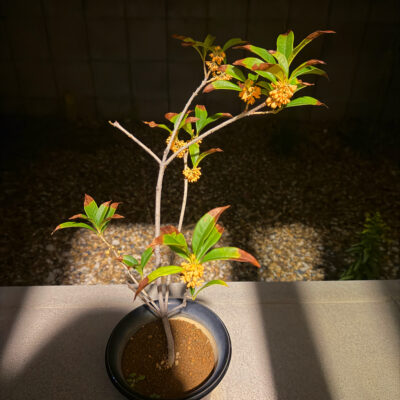 自宅にある観葉植物をご紹介